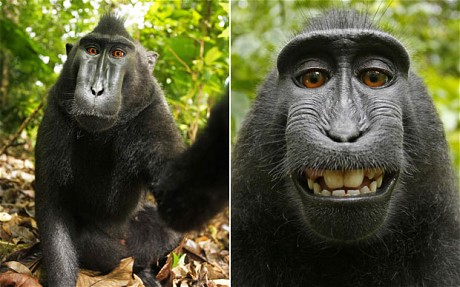 The copyright case of the monkey selfie